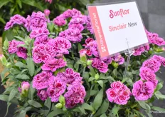 De Sinclair is the newest addition to the Sunflor line. These potcarnations are sturdy and have a special flower pattern.